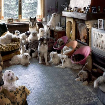 How to Avoid a Dog Sitting Nightmare