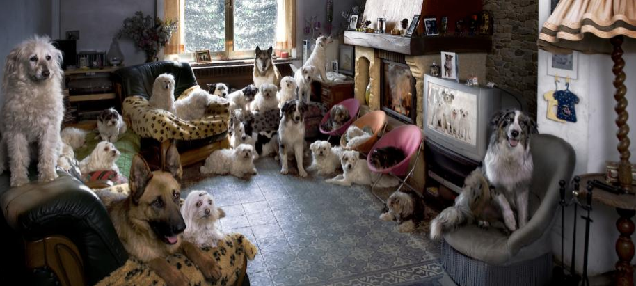 How to Avoid a Dog Sitting Nightmare