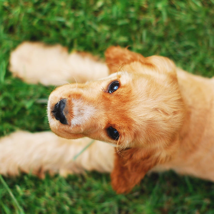 5 Easy Ways to Teach Your Dog Impulse Control
