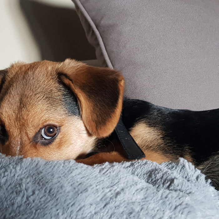 Anxiety Wraps: How "Hugging it Out" Helps Your Dog