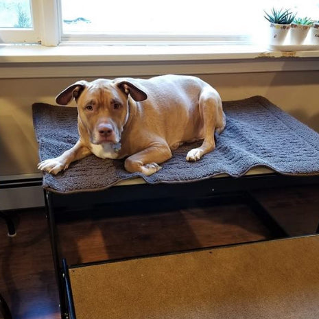 Dice Wants to Tell You About Intervertebral Disc Disease (IVDD)