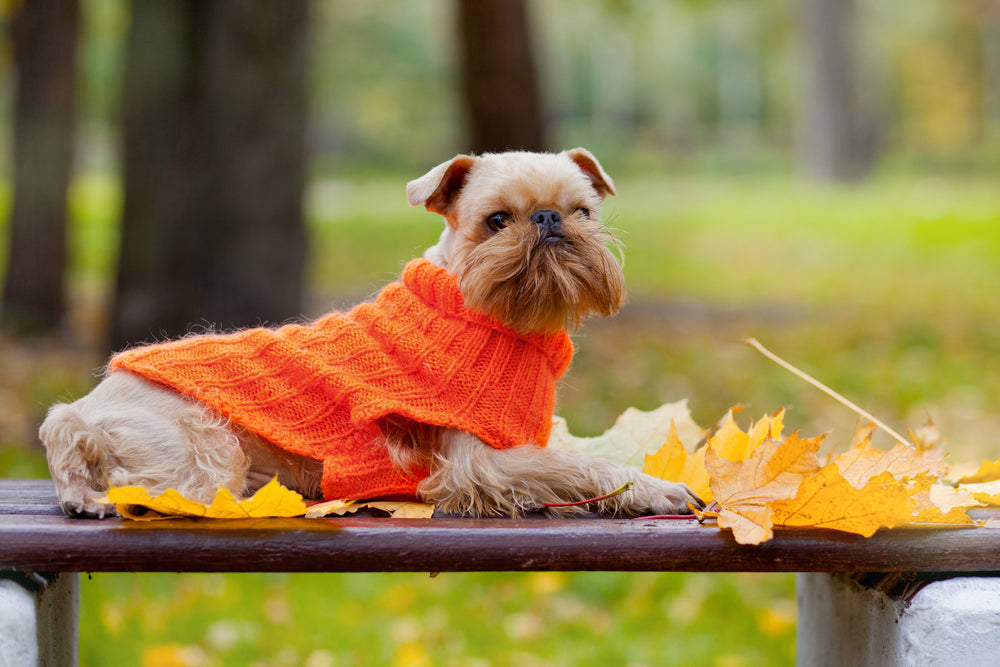 6 Cute Sweaters You Can Make for Your Dog
