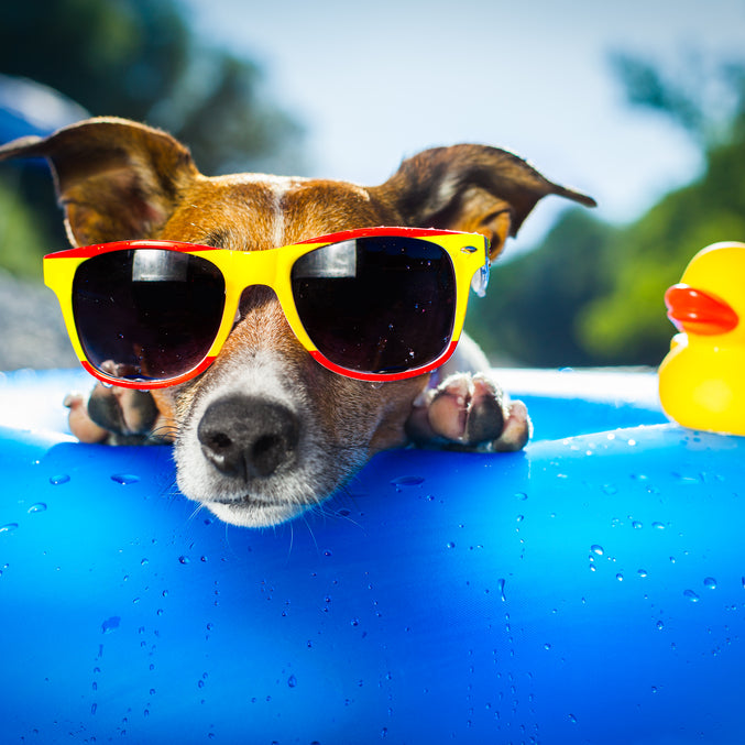 11 Ways to Keep Your Dog Cool This Summer