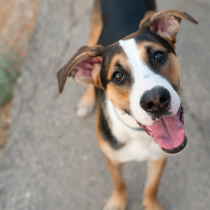 Top 8 Mistakes New Dog Owners Make