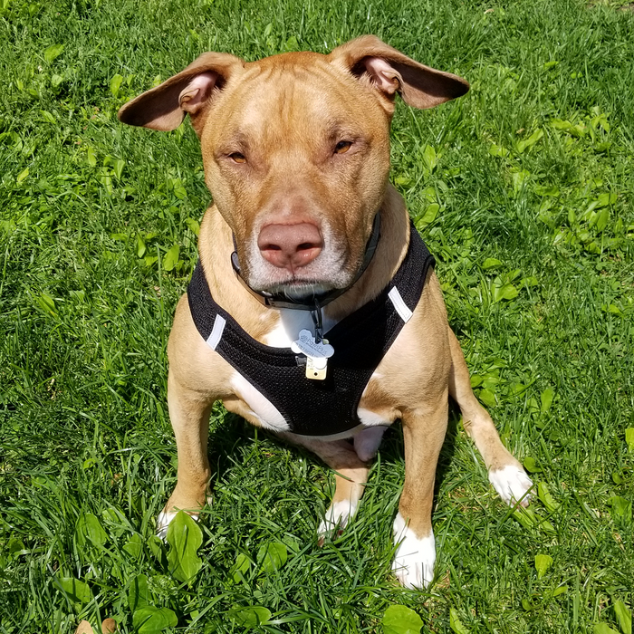 American River Choke Free Ultra Solid Dog Harness by Doggie Design Black