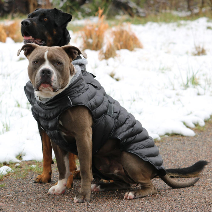 Alpine Extreme Weather Puffer Dog Coat by Doggie Design