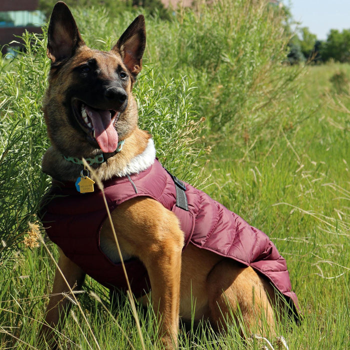 Alpine Extreme Weather Puffer Dog Coat by Doggie Design