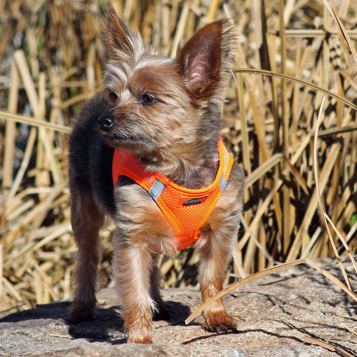 American River Choke Free Ultra Solid Dog Harness by Doggie Design Hunter Orange
