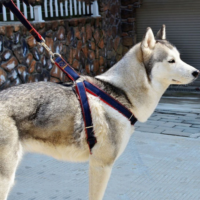 Denim Step In Harness + BONUS Leash