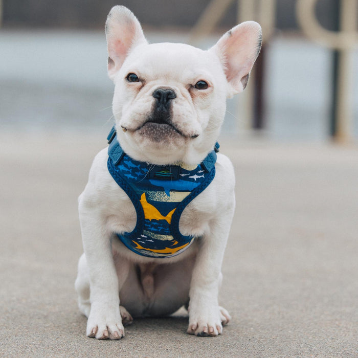 Wrap and Snap Choke Free Dog Harness
