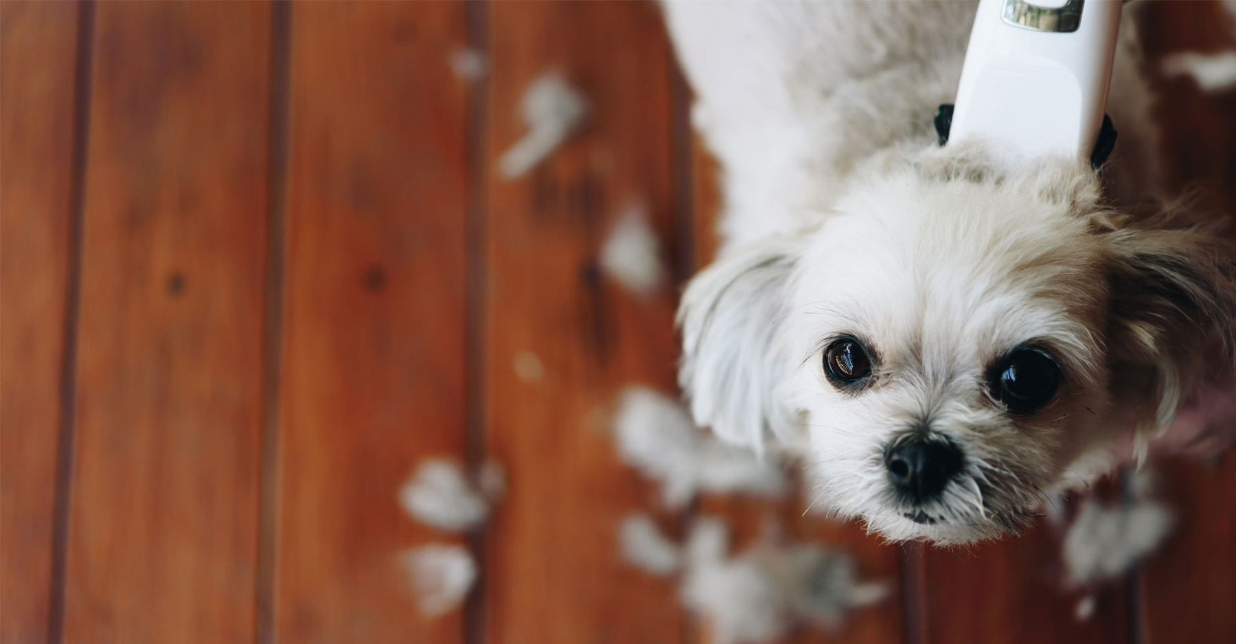 4 Reasons You Shouldn't Shave Your Double Coated Dog