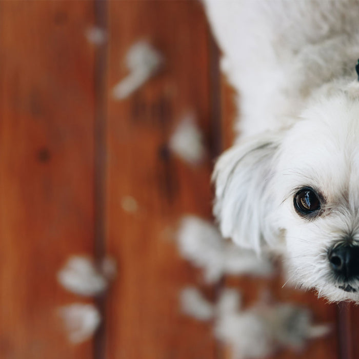 4 Reasons You Shouldn't Shave Your Double Coated Dog