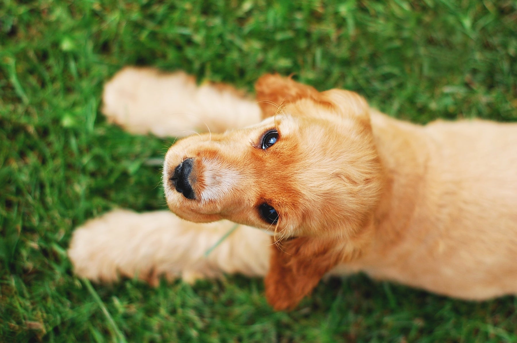 5 Easy Ways to Teach Your Dog Impulse Control