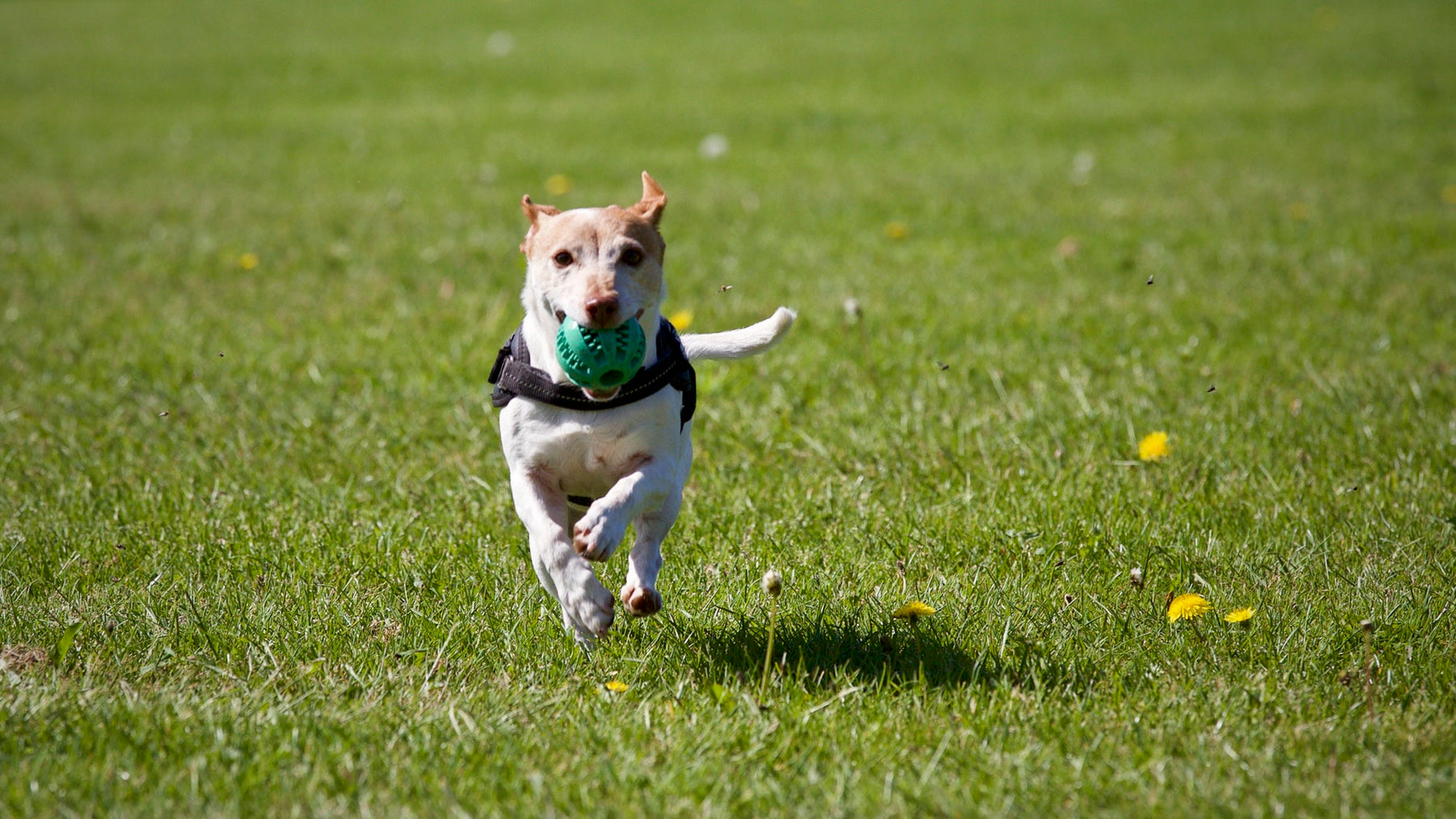 How to Teach Your Adult Dog to Love Their Toys