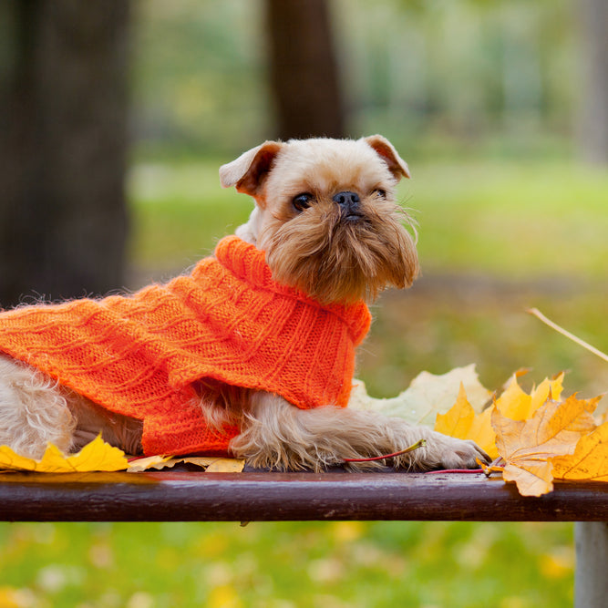 6 Cute Sweaters You Can Make for Your Dog