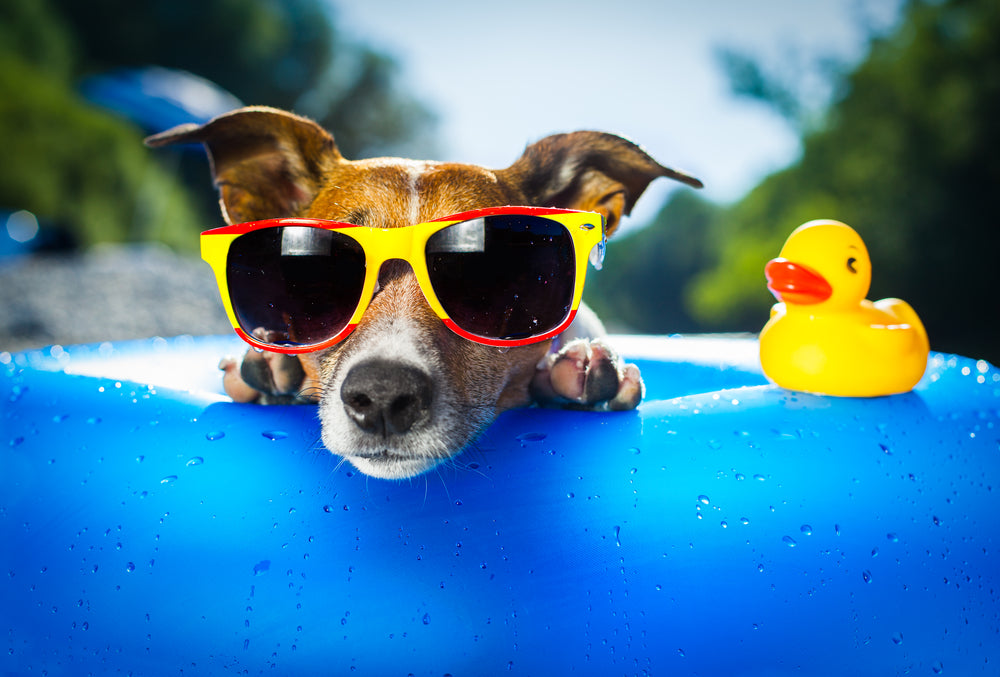 11 Ways to Keep Your Dog Cool This Summer