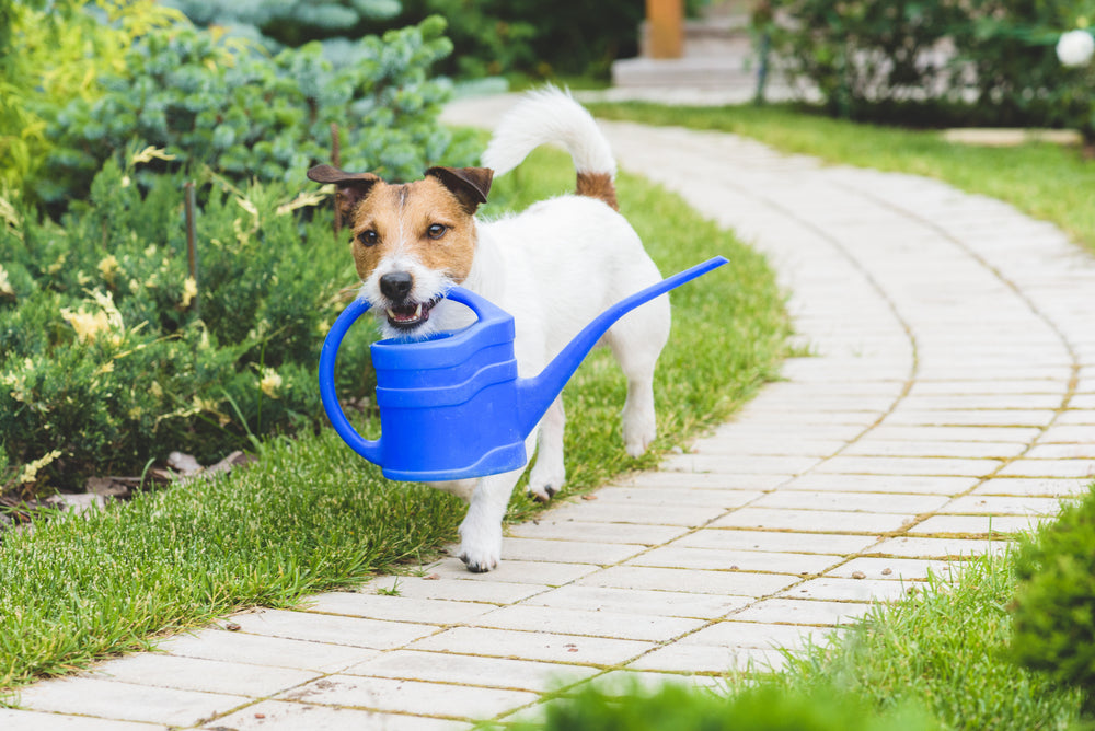 11 Outdoor Plants that are Safe for Your Dog