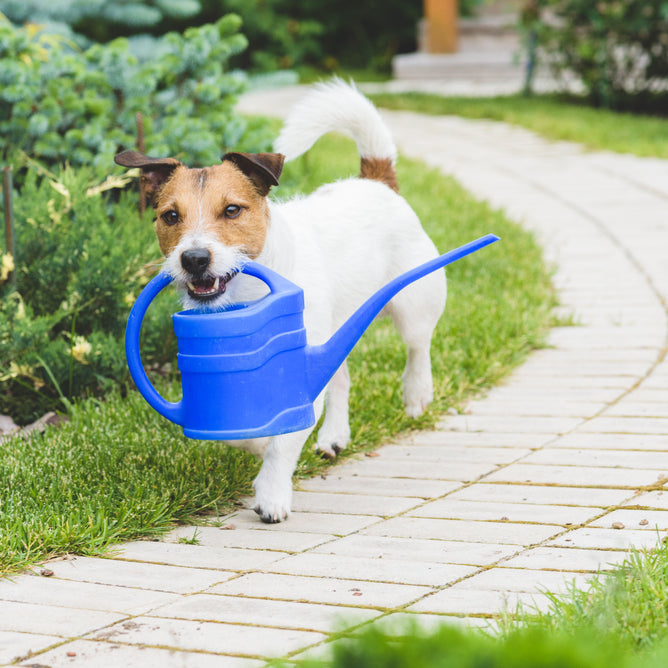 11 Outdoor Plants that are Safe for Your Dog