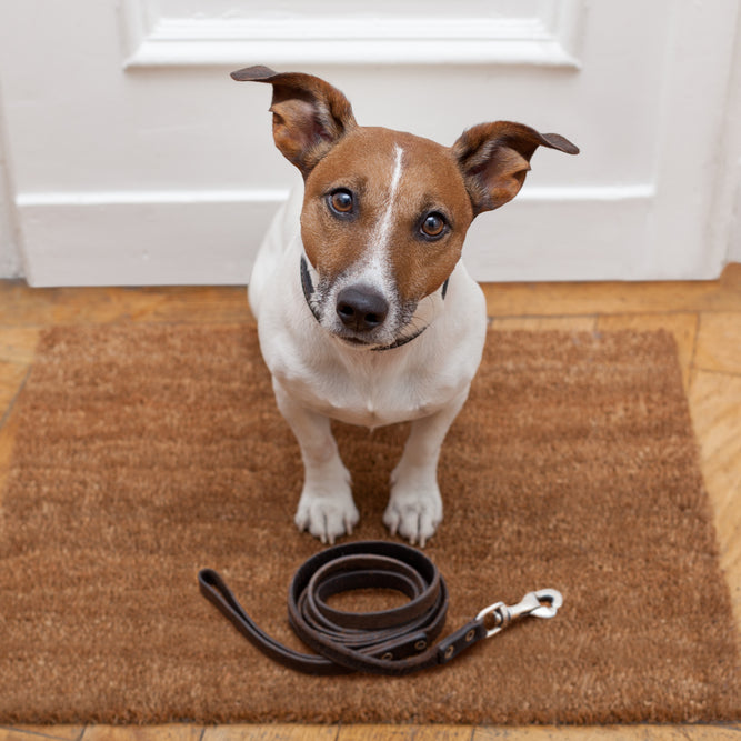 How to Choose the Right Leash so You Don't Lose Your Dog