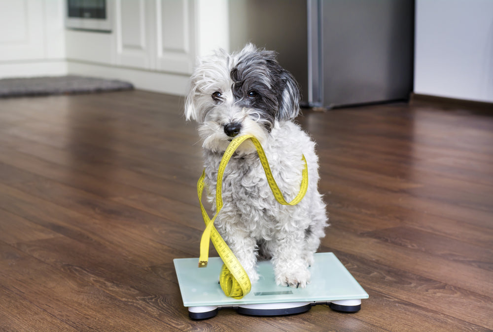 4 Ways to Help Your Dog Lose Weight