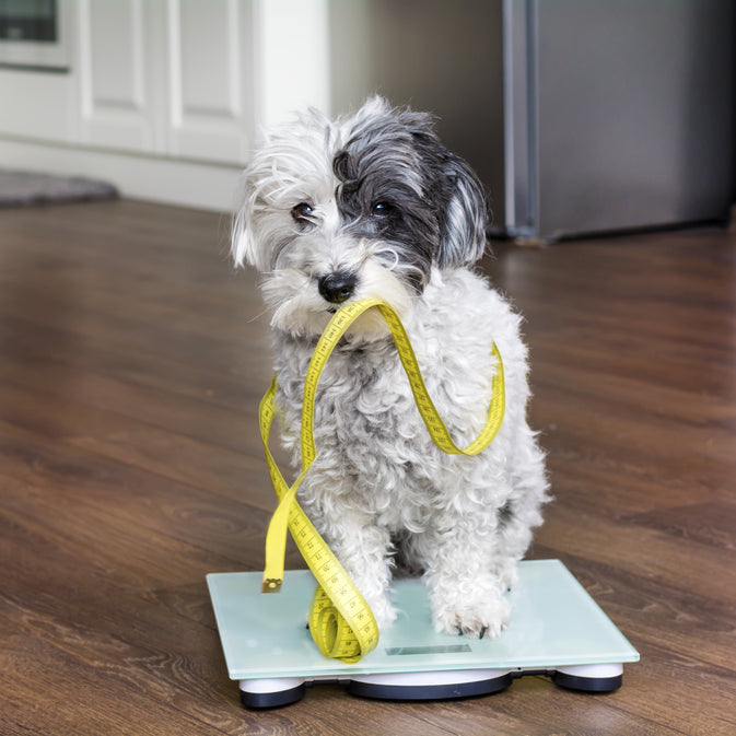 4 Ways to Help Your Dog Lose Weight