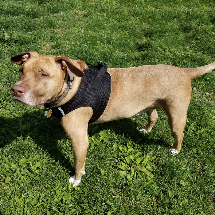 American River Choke Free Ultra Solid Dog Harness by Doggie Design Black