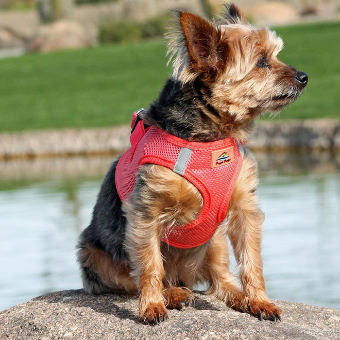 American River Choke Free Ultra Solid Dog Harness by Doggie Design Coral
