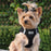 American River Choke Free Ultra Solid Dog Harness Black
