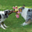 goDog Dragons Tough Plush Doggie Toy